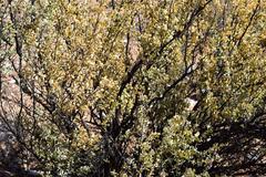 Tetraena prismatocarpa