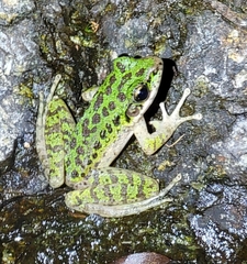 Odorrana tianmuii