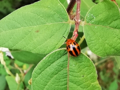 Plagiodera semivittata