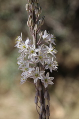 Drimia maritima