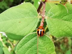 Plagiodera semivittata