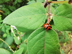 Plagiodera semivittata