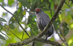 Buteogallus schistaceus