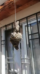 Systellura longirostris bifasciata