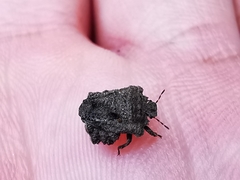 Cyrtocoris