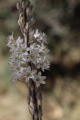 Drimia maritima