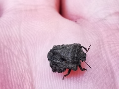 Cyrtocoris