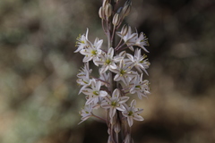 Drimia maritima