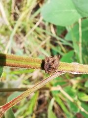 Cyrtocoris