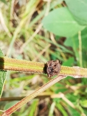 Cyrtocoris