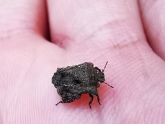 Cyrtocoris