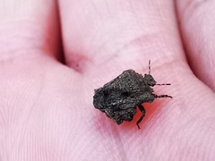 Cyrtocoris