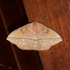 Periga circaustralis