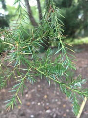 Chamaecyparis pisifera