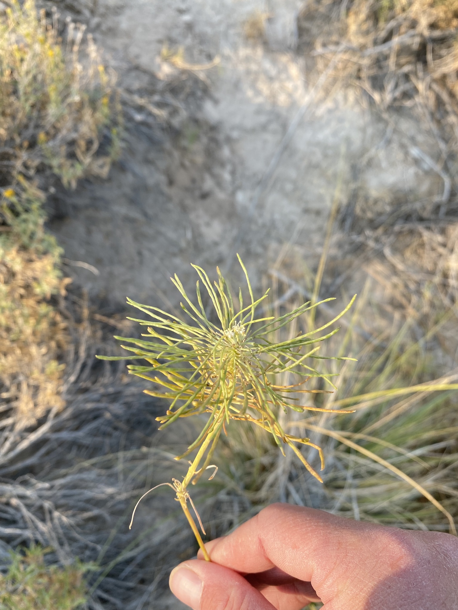 Thelypodium integrifolium ssp. affine