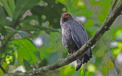 Buteogallus schistaceus