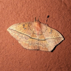 Periga circaustralis