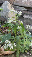 Ageratina altissima