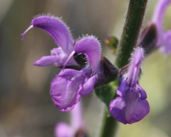Salvia pratensis haematodes