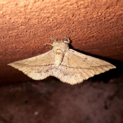 Periga circaustralis