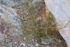 Heliophila variabilis