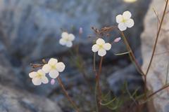 Heliophila variabilis