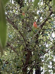 Agapornis roseicollis