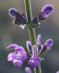 Salvia pratensis haematodes