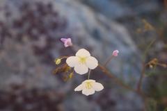 Heliophila variabilis