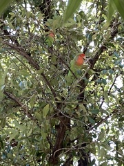 Agapornis roseicollis