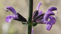 Salvia pratensis haematodes