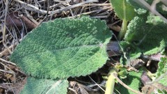 Salvia pratensis haematodes
