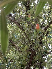 Agapornis roseicollis