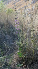 Salvia pratensis haematodes