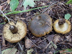 Lactarius sordidus