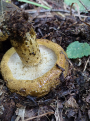 Lactarius sordidus