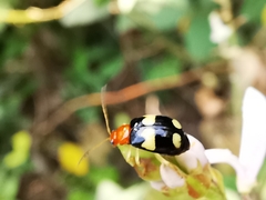 Gynandrobrotica lepida