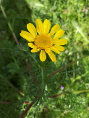 Anacyclus radiatus