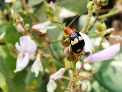 Gynandrobrotica lepida