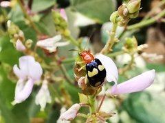 Gynandrobrotica lepida