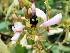 Gynandrobrotica lepida