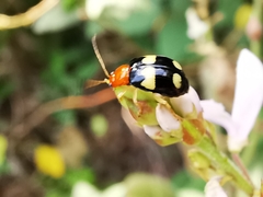 Gynandrobrotica lepida