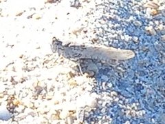 Sphingonotus imitans