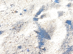 Sphingonotus imitans