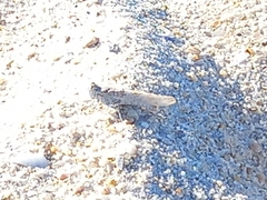 Sphingonotus imitans