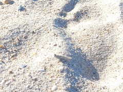 Sphingonotus imitans