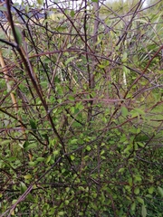 Plagianthus