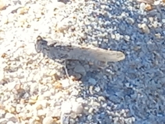 Sphingonotus imitans