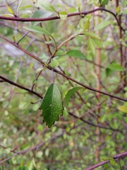 Plagianthus