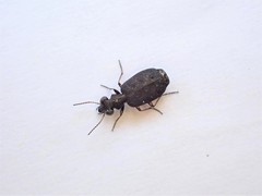 Scopodes